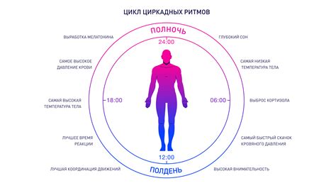 Циркадный ритм организма