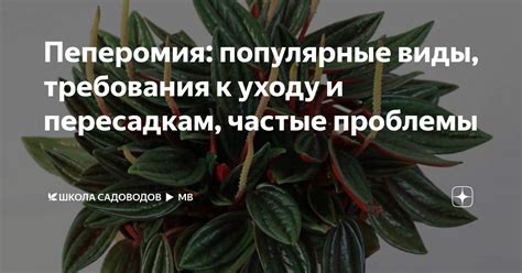 Частые проблемы садоводов