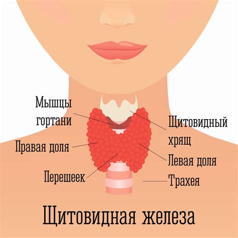 Частые симптомы недостатка щитовидных гормонов