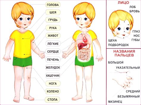 Часть тела и органы рядом