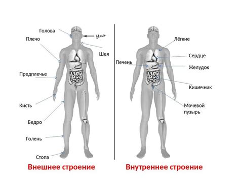 Человек и его дыхание: основные факты