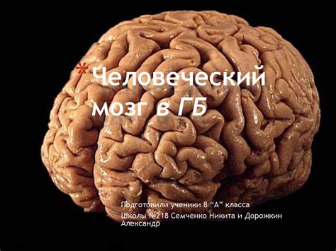 Человеческий мозг: ключевые принципы