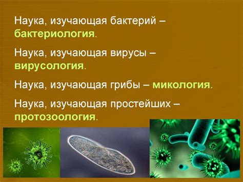 Чистая культура в микробиологии: основные понятия