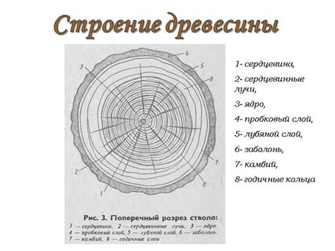 Что такое сердцевина и как она образуется?