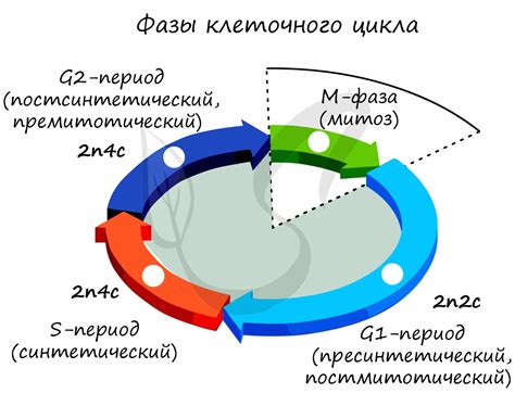 Что такое фаза сильного увеличения объема клетки?