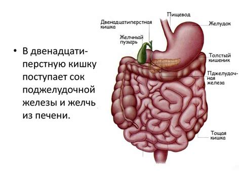 Чувствительный желудок и пища