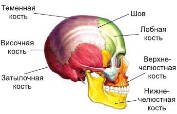 Шаг 2: Сборка основы головы и туловища