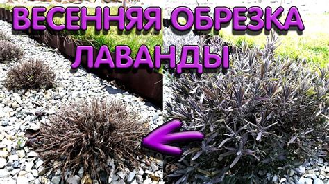 Шаг 6: Укрощение лаванды: обрезка и формирование кустов