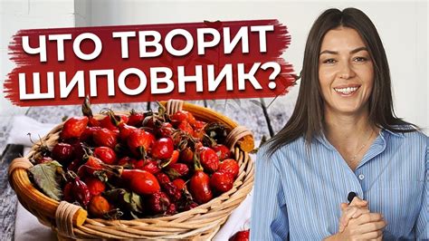 Шиповник как источник витаминов