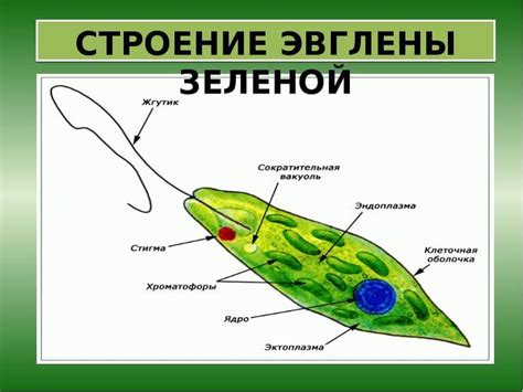 Эвглена зеленая: особенности и сходства с инфузорией туфелькой