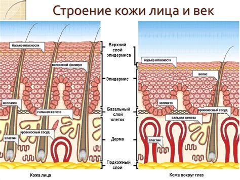 Эволюционная функция разнообразия структуры лица