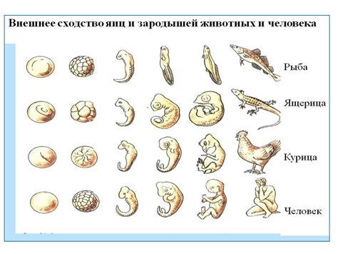 Эволюционное происхождение грибоедовых