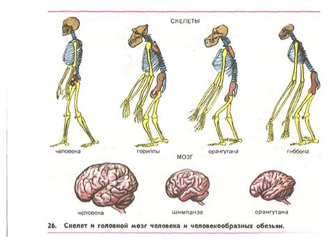 Эволюционное происхождение ушей на ногах