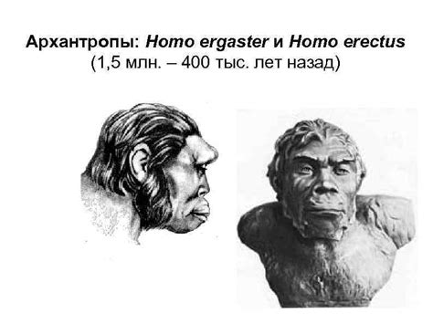 Эволюционное развитие от австралопитеков к Homo sapiens