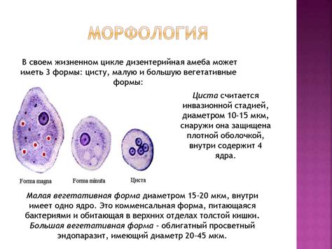 Эволюция формы амебы