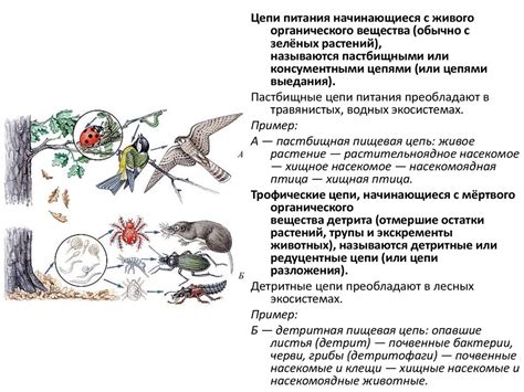 Экологическая роль ели