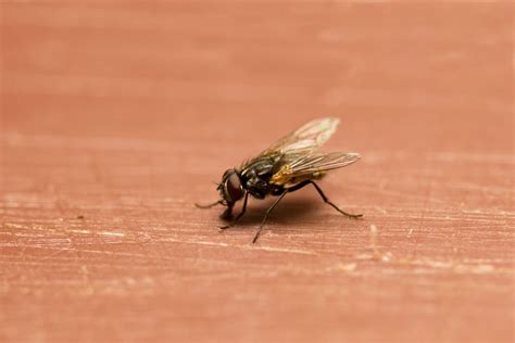 Экологические методы избавления от плоских мух