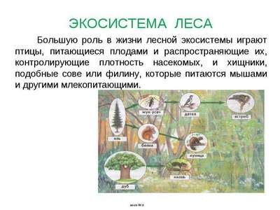 Экологический дисбаланс и биоразнообразие