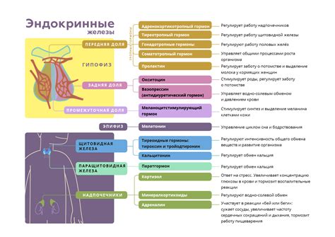 Эндокринные функции брыжейки