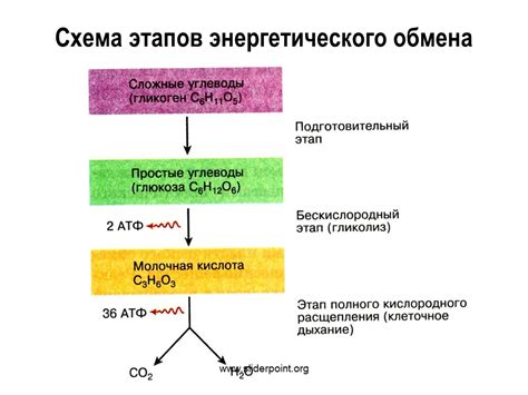 Энергетический обмен в клетках