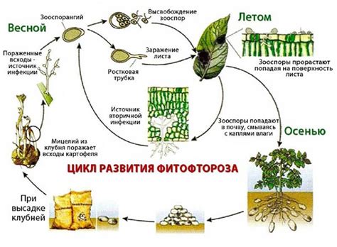 Этапы обработки картофельной почвы после сбора: рекомендации