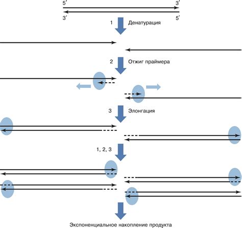 Этапы полимеразной цепной реакции