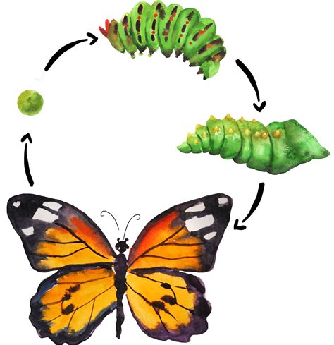 Этапы превращения гусеницы в бабочку