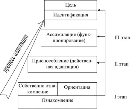 Этапы процесса адаптации