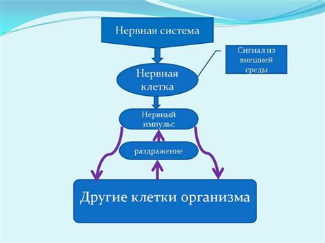 Этапы формирования правовой системы