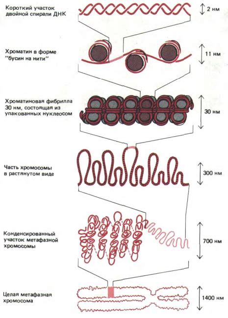 Этапы формирования хромосомы