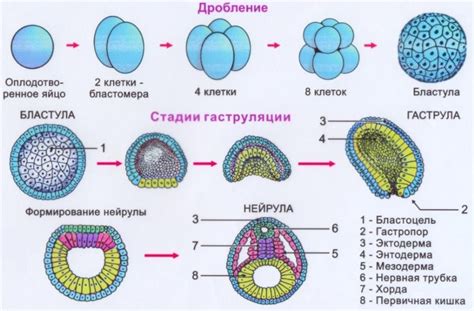 Этап второй: Формирование теневого образа