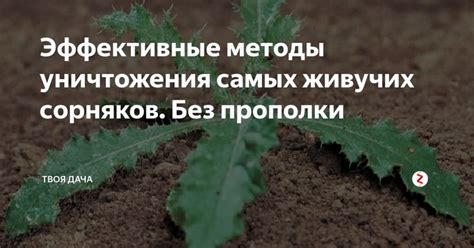 Эффективные методы уничтожения шипиги