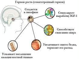 Эффективные стратегии профилактики недостатка гормона роста