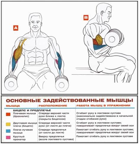 Эффективные упражнения для роста бицепса без тренажеров