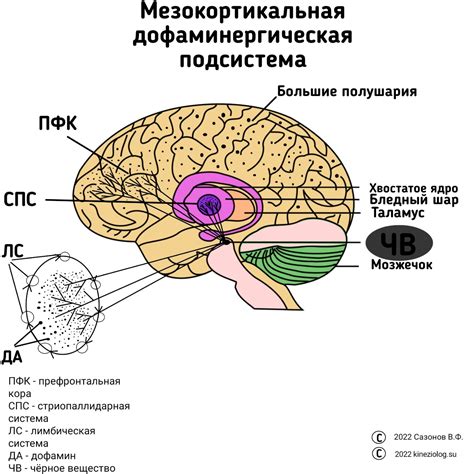 Эффект на мозг и азарт