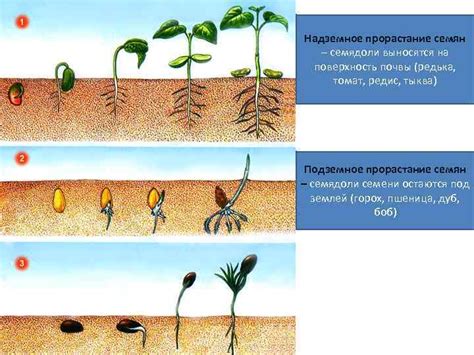 Эффект на рост и развитие