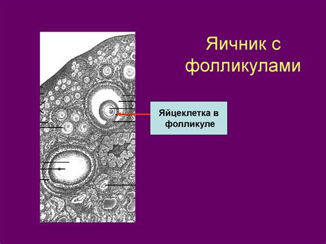 Яичник с фолликулами: важность и функции