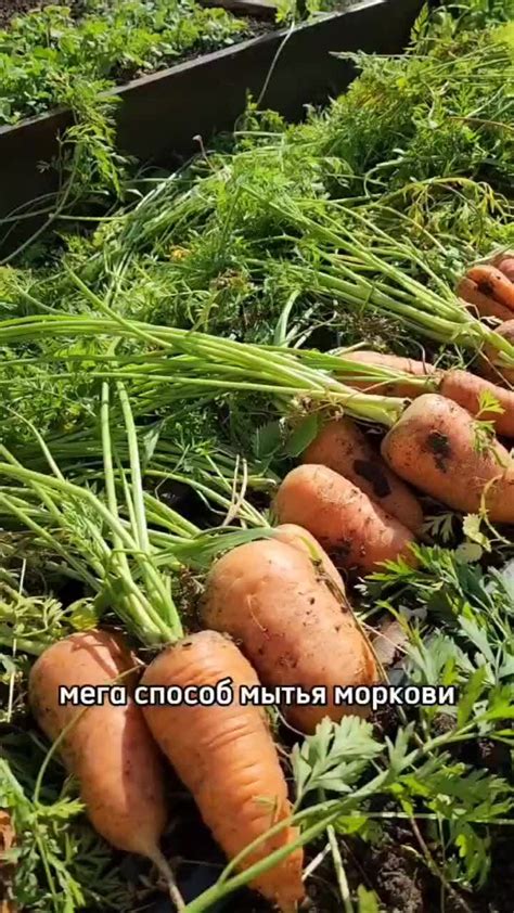  Как получить богатый урожай кинзы в своём саду: секреты урожая 