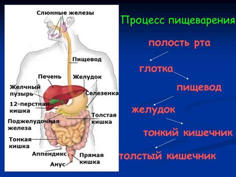  Неправильное пищеварение 