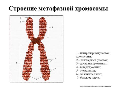  Полиморфизм хромосом 