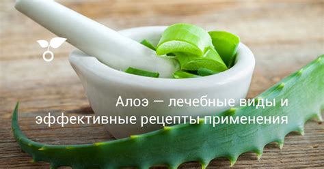  Рецепты с применением замороженного алоэ 