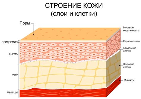  Создание базового слоя кожи 